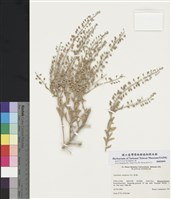 藏品(綠獨行菜)的圖片